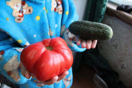 cucumber and a very large tomato in the hands of a childの写真素材