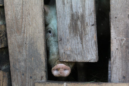 a pig looks out of the barn through a crackの写真素材