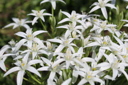 Ornithogalum of bulbous herbaceous plants of the Hyacinth family subfamilyの写真素材