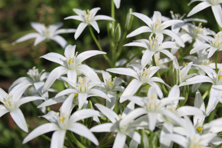 Ornithogalum of bulbous herbaceous plants of the Hyacinth family subfamilyの写真素材
