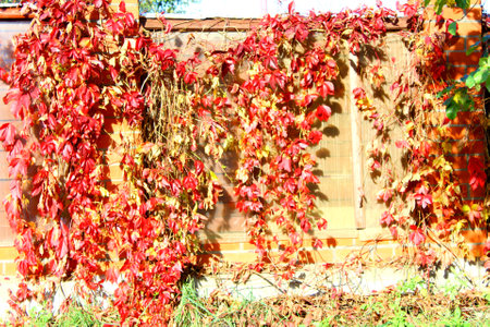 red and yellow leaves of a climbing plant on the fence in autumnの写真素材
