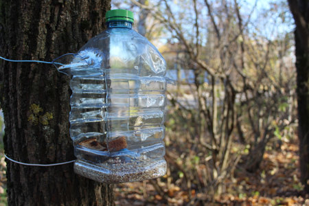 bird feeder from a plastic bottle tied to a tree in the forestの写真素材