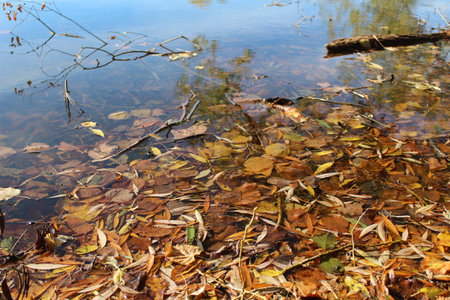 autumn leaves in clear, transparent water on the coastの写真素材
