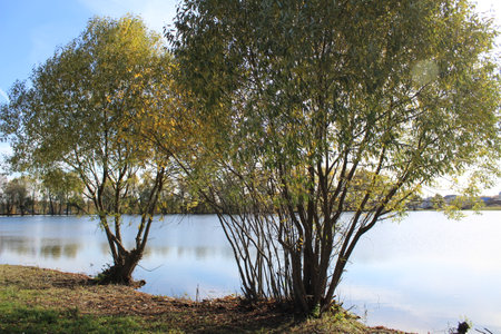 landscape a beautiful picturesque lake in the forest in autumnの写真素材