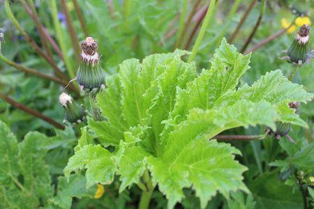 what does a hogweed leaf look like in close-upの写真素材