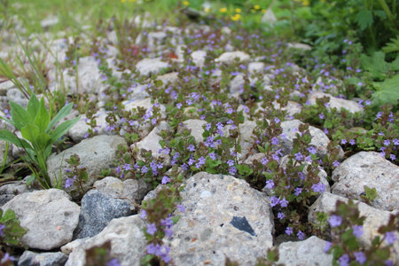 small blue flowers on the ground among the stonesの写真素材