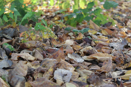 background autumn foliage in the forestの写真素材