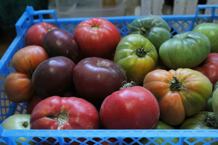 different varieties of tomatoes in a box, fresh harvestの写真素材