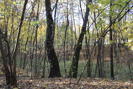 beautiful autumn in the forestの写真素材