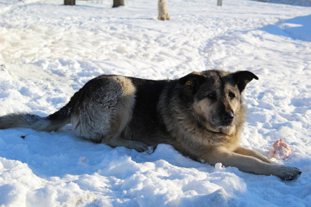 Dog lying on the snow in the park. Alaskan shepherdの写真素材