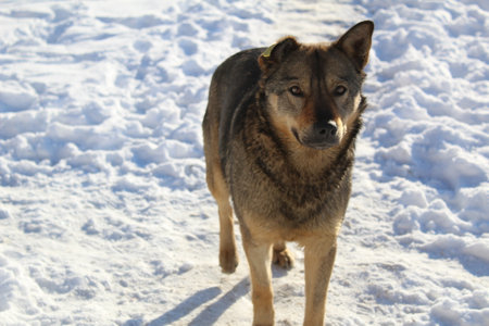 stray big dog close-up in winterの写真素材