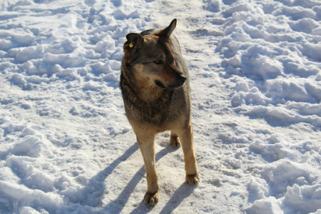 Gray wolf in the snow in winter, close-up of a dogの写真素材