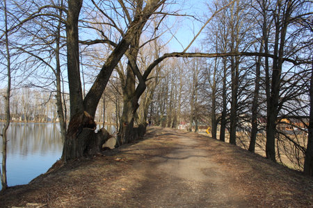 a path for walking by the lakeの写真素材