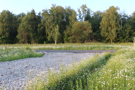 a road made of stones and asphalt crumbs in a field near the forest in summerの写真素材