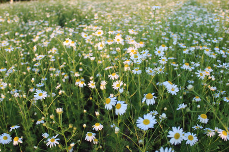 White daisies in the meadow, closeup of photoの写真素材
