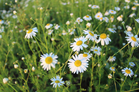 white daisies on a green meadow, closeup of photoの写真素材