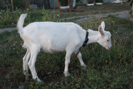 White goat on a leash on a green meadow in the villageの写真素材