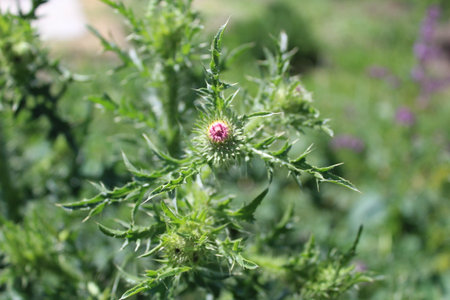 Thistle flower - Latin name - Carduus acanthiumの写真素材