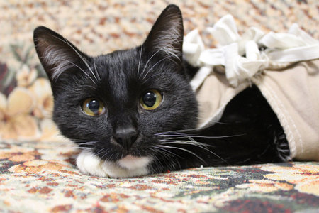 A black young cat after surgery in a blanket, bandageの写真素材