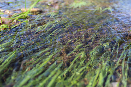 green grass in the river, closeup of photo with shallow depth of field