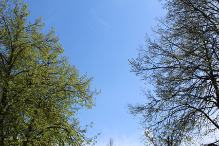Green leaves of trees in spring against the blue sky. Natural background.の写真素材