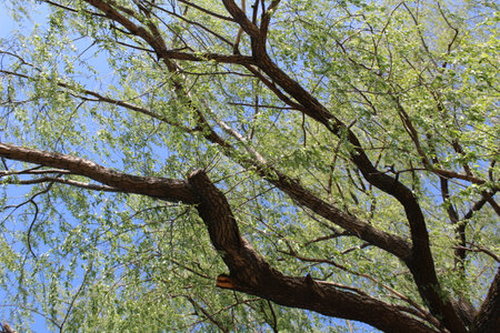 Willow tree branches against blue sky in springtime. Natural background.の写真素材