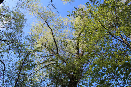 birch forest view from below into the sky, spring natureの写真素材