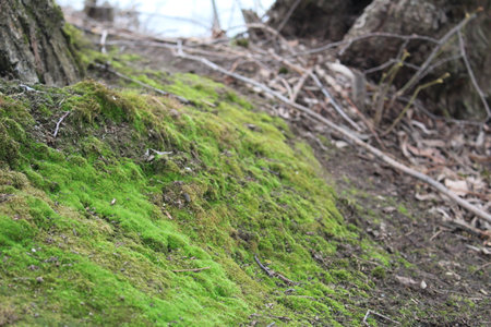 Green moss on a tree trunk in the forest. Selective focus.の写真素材