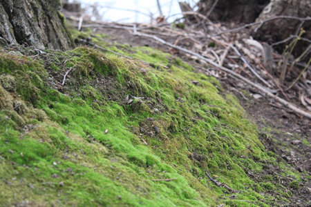 Green moss on the bark of a tree in the spring forest.の写真素材