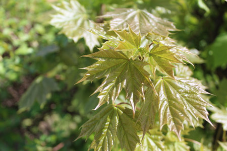 Green maple leaves in the spring garden. Natural background. Macro.の写真素材