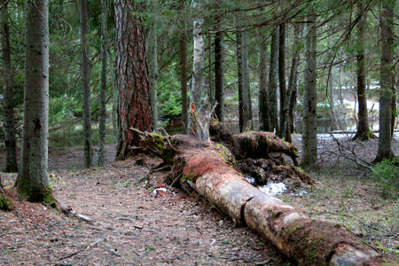 Fallen pine tree in the forest. Forest after a storm.