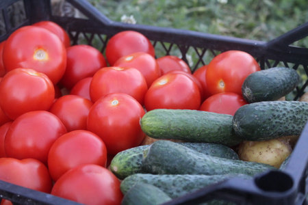 Tomatoes, cucumbers and onions in a plastic basket. Harvesting vegetables.の写真素材