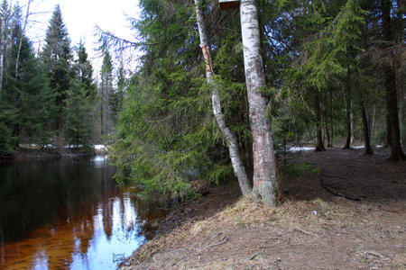 River in the spring forest. Spring landscape. River in the spring forest.の写真素材