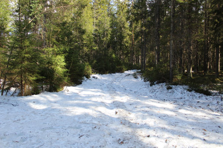 Snow-covered trail in the forest in early spring. Landscapeの写真素材