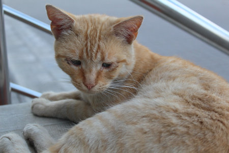 Cute orange cat lying on the stairs in the park. Selective focus.の写真素材
