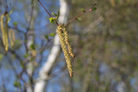 Birch tree in spring on a tree branch close-upの写真素材