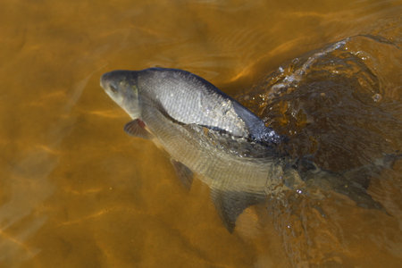 carp caught in the river on a sunny day, closeup of photoの写真素材