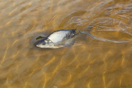 fish in the water, closeup of photoの写真素材