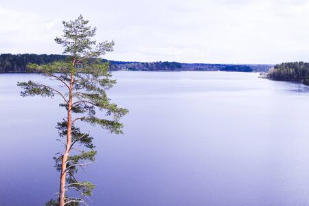 Pine tree near the big blue lake. Wonderful view.の写真素材