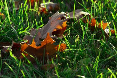 Brown dry leaves in the green grassの写真素材