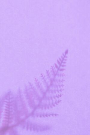 Background with shadow of the frond. Copy space. Place for text and design.の写真素材