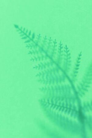 Background with shadow of the frond. Copy space. Place for text and design. の写真素材
