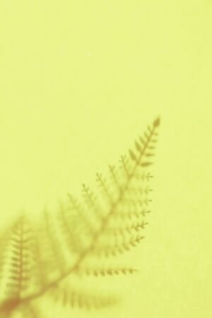 Yellow background with shadow of the frond. Copy space. Place for text and design. の写真素材