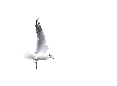 Flying seagulls. Isolated birds. の写真素材