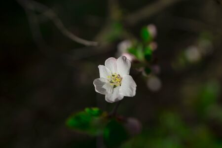 White blossom on the green branch. Spring conceptの写真素材