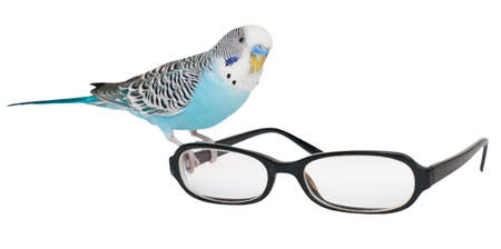 Wavy parrot sits on the glassesの写真素材