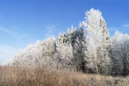 Beautiful landscape with trees covered with hoarfrost on a sunny frosty dayの写真素材