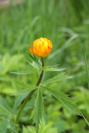 Beautiful orange flower bud in the garden - globe-flower (Trollius)の写真素材