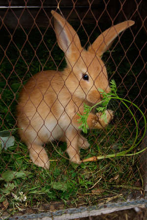 Rabbit eating grass in a cageの写真素材