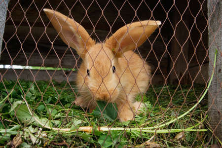 Rabbit eating grass in a cageの写真素材